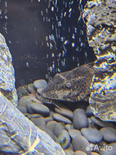 Сом птеригоплихт (парчовый)