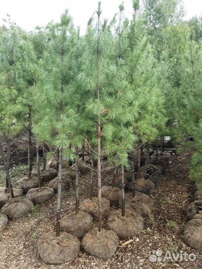 Кедры,Ёлки, Пихты, лиственницы