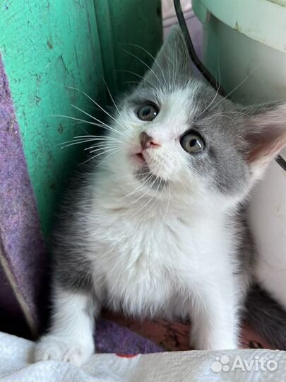 Котята в хорошие руки