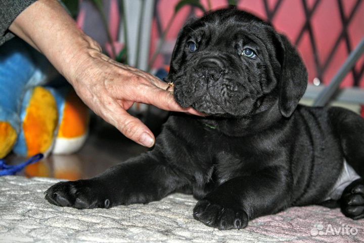Щенки кане Корсо