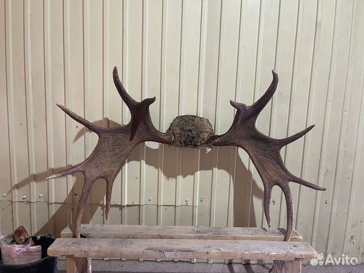 Продам рога лося