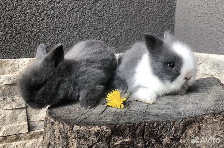 Самые Милые Карликовые Кролики