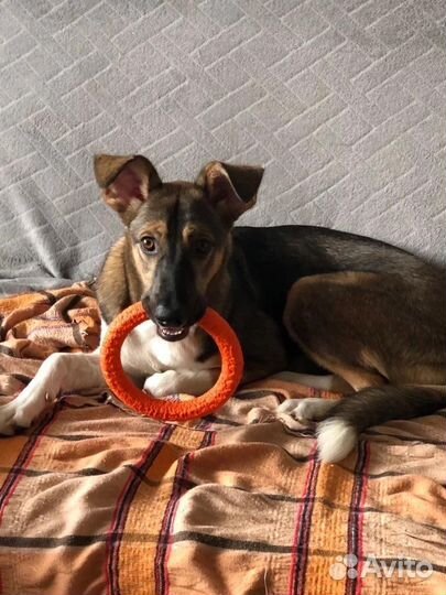 Девочка дворняжка в добрые руки