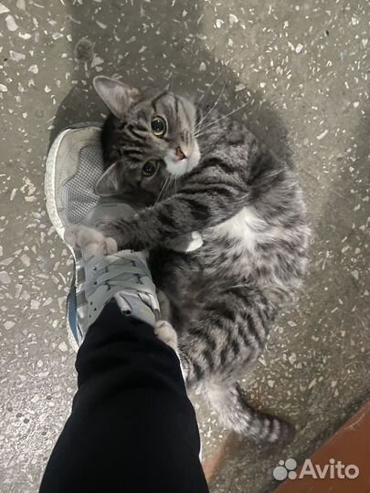 Кошка