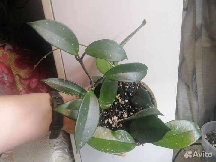 Хойя, фикус