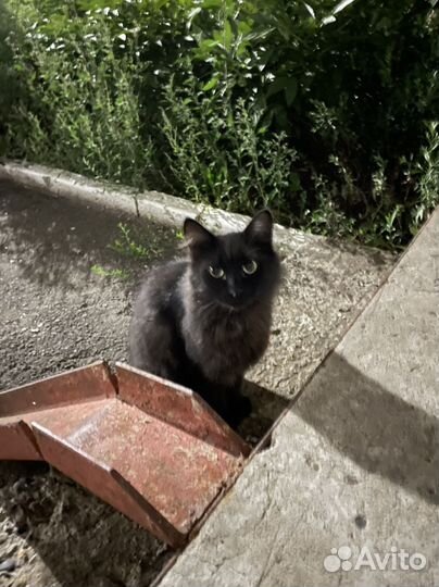 Молодой кот в добрые руки