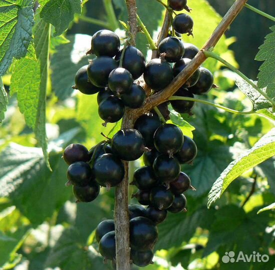 Саженцы плодовых деревьев