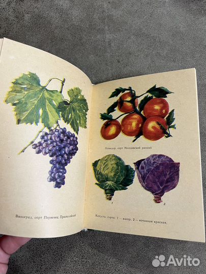 Домашний огород, Приусадебный сал-огород лот