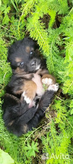 Щенки маленькой собачки