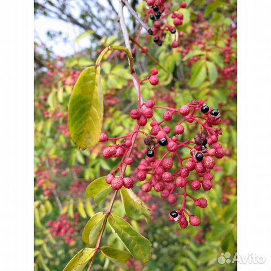 Сычуаньский перец (Зантоксилум), семена