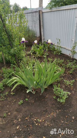 Ирисы бородатые