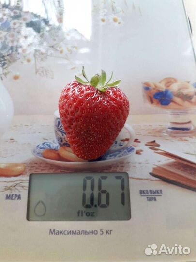 Клубника Альбион рем.(саженцы)