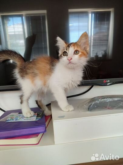 Котенок 3 мес