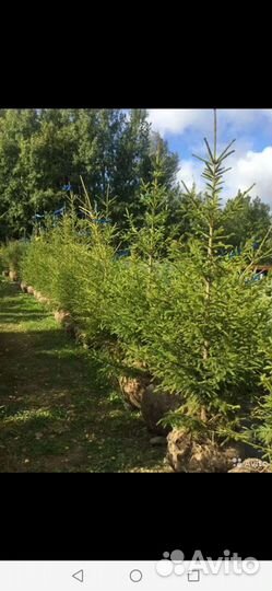 Крупномеры для озеленения