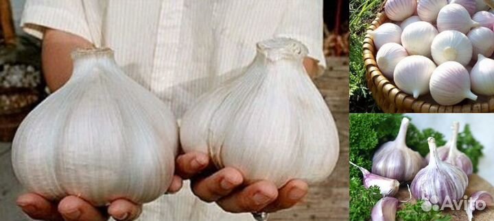 Чеснок Гулливер для посадки