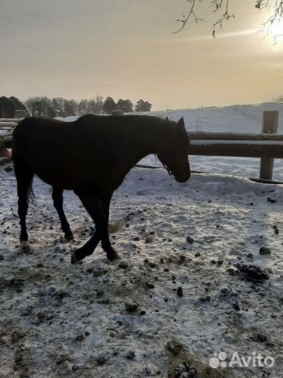 Американский рысистый