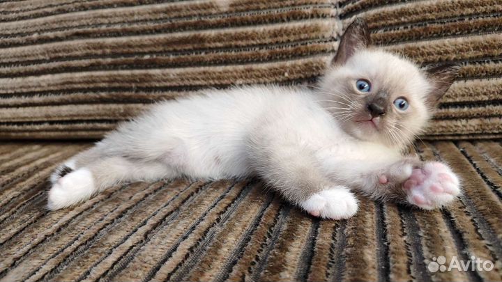 Котята сноу шу