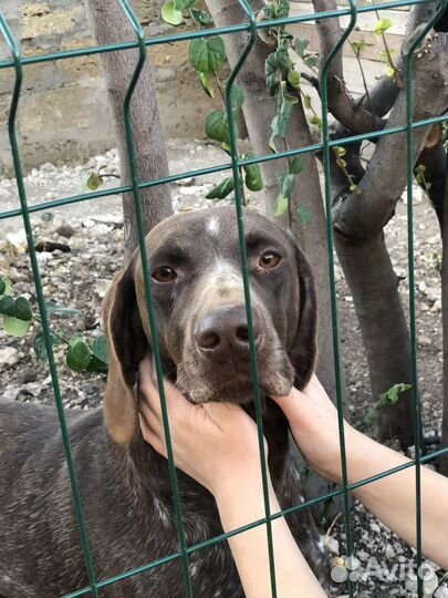 Курцхаар в добрые руки