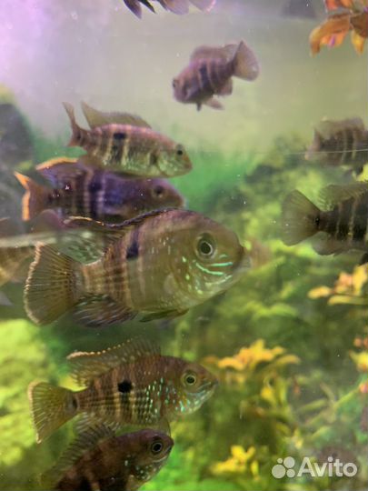 Продам малька акары бирюзовой