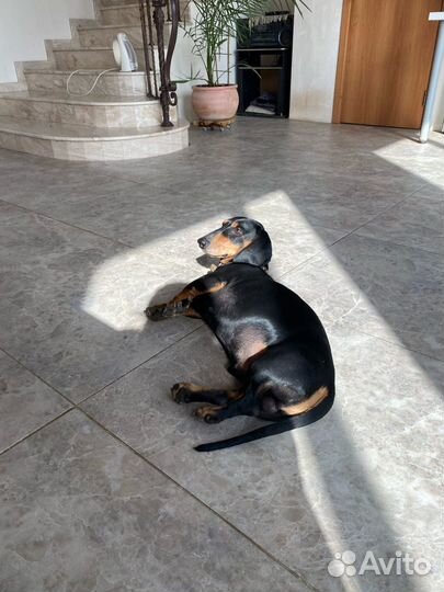 Передержка животных Район Сельхоз Института/юмр