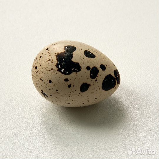 Инкубационное яйцо перепелов, перепелята