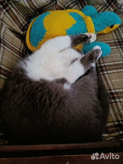 Кошка ищет дом