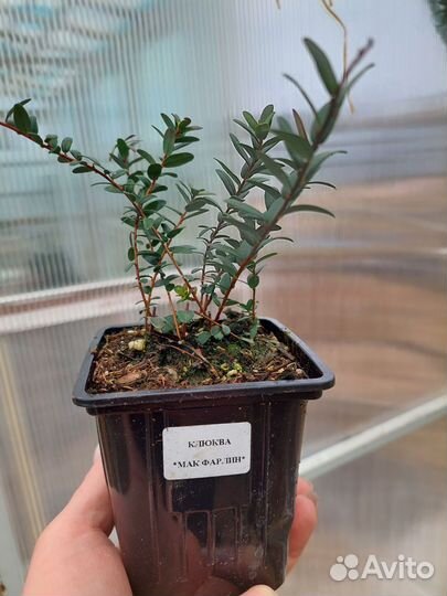 Клюква саженцы