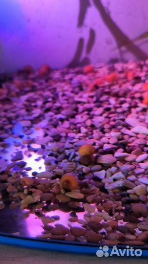 Улитки аквариумные