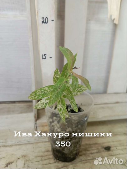 Многолетнее растение для сада ива Хакуро нишики