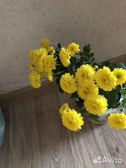 Хризантема