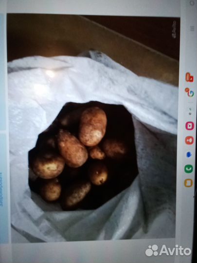 Картошка на корм