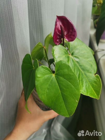 Антуриум юта голландия