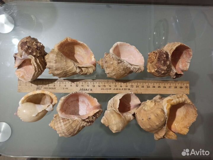 Морские ракушки