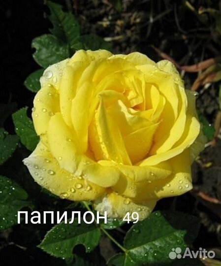 Саженцы роз