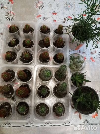 Кактусы и суккуленты