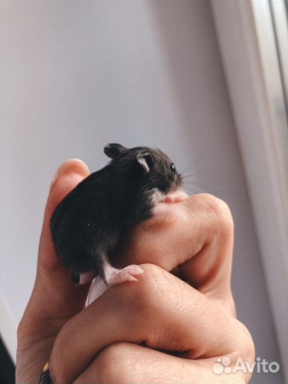 Джунгарский хомяк