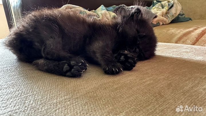 Черный котенок