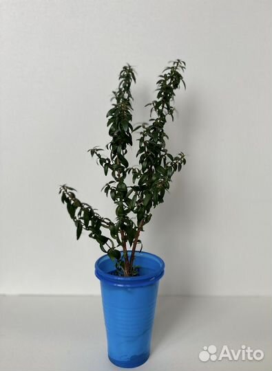 Комнатные цветы мирт