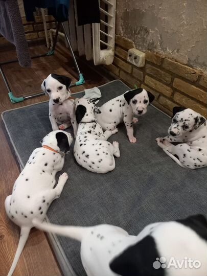 Щенки далматина