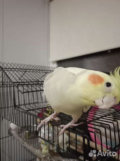 Попугай корелла с клеткой и стендом