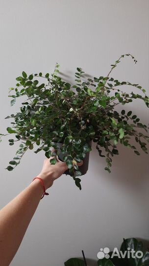 Папоротник Пиллея Круглолистная Ротундифолия