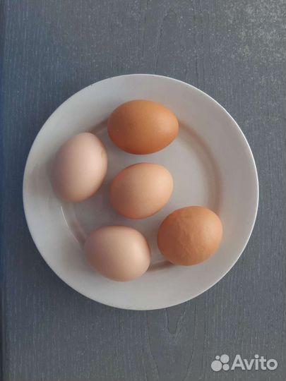 Домашние куриные яйца