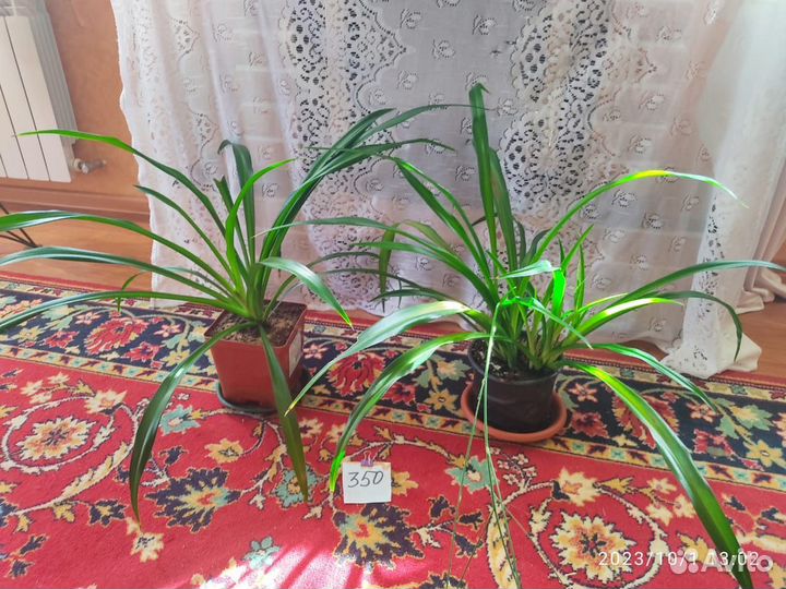 Хлорофитум хохлатый