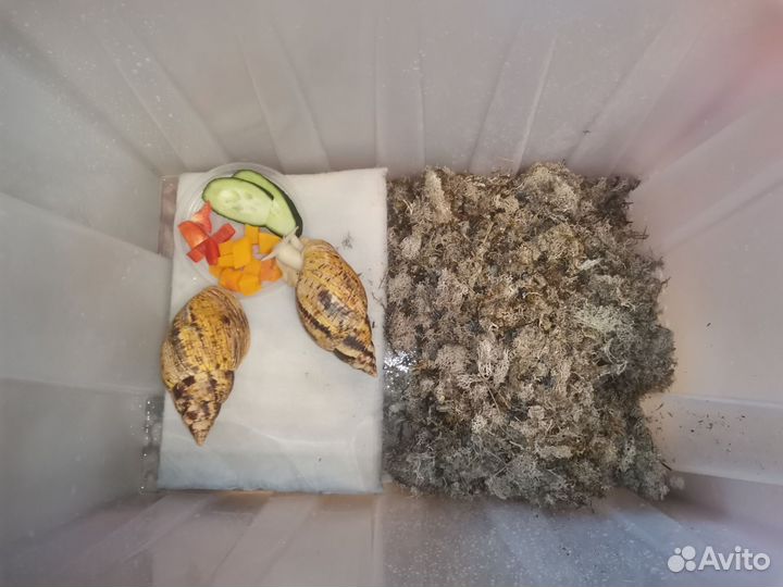 Раздаю бесплатно улиток