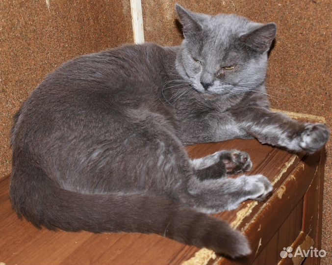 Голубой кот британский кот Банзай (метис), кастрат