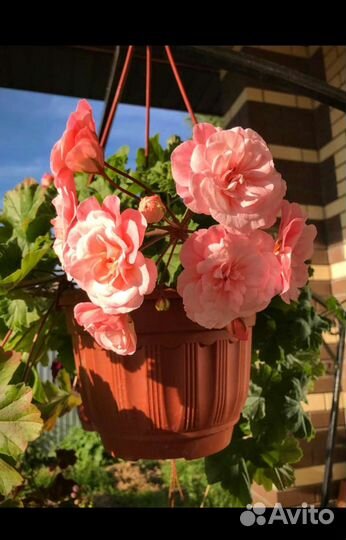 Пеларгония герань Леона Галактика куст в горшке