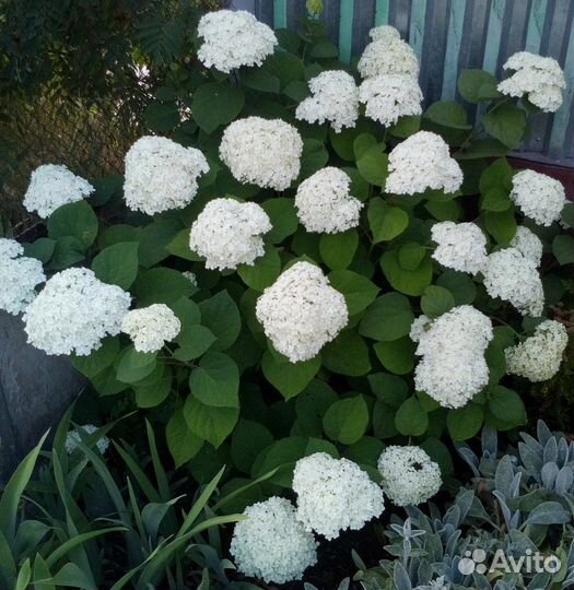 Гортензия 