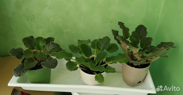 Фиалки и детки белая и фиолетовые