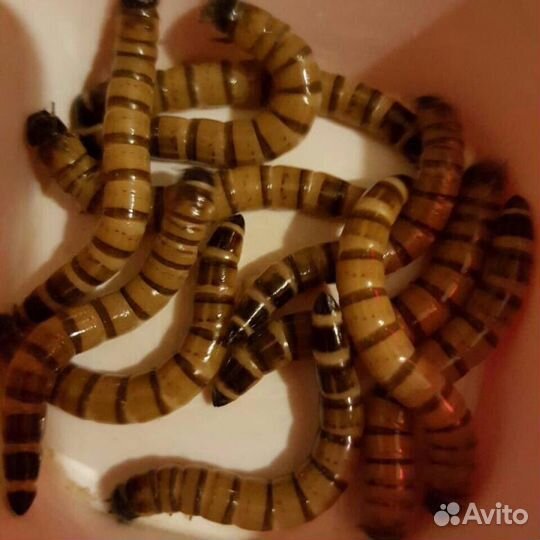 Кормовые насекомые