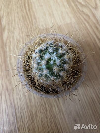 Кактус Мамиллярия